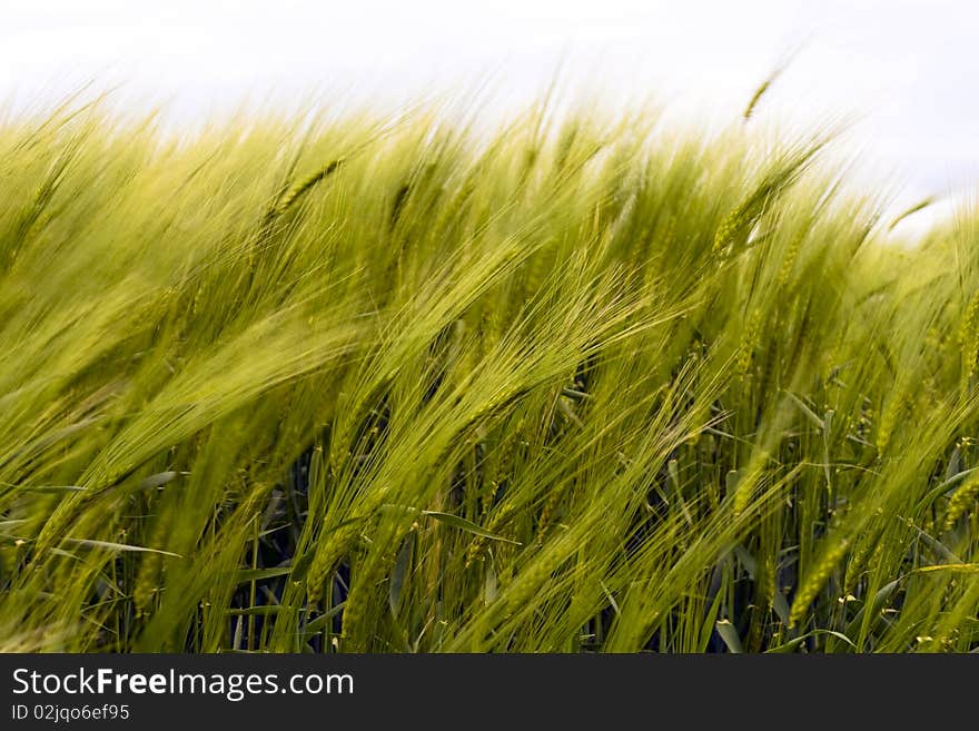 Wheat fields, ears sway in the wind