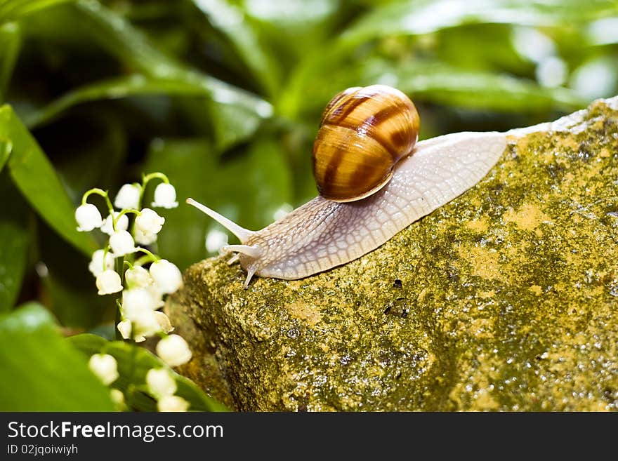 Snail crawling on the rocks.