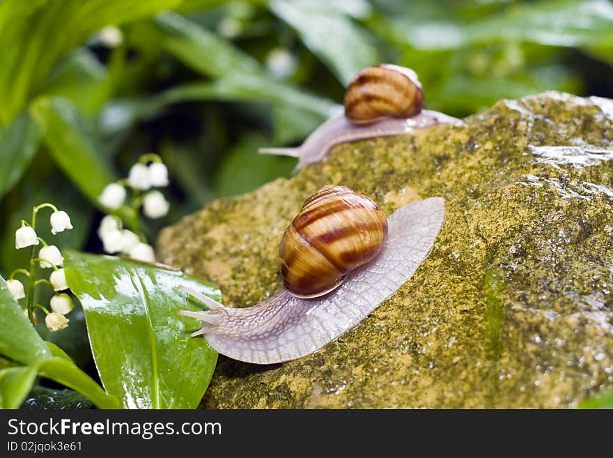 Snail crawling on the rocks.