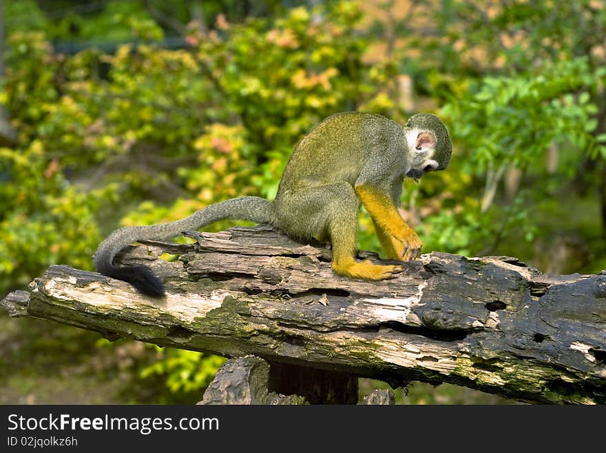 Common Squirrel monkey climbs the fence.