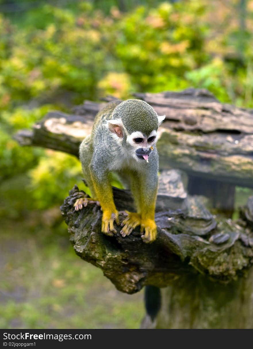 Common Squirrel monkey climbs the fence.