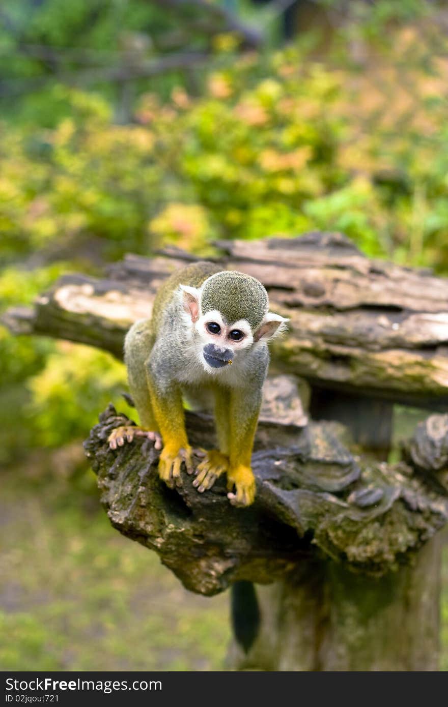 Common Squirrel monkey climbs the fence.