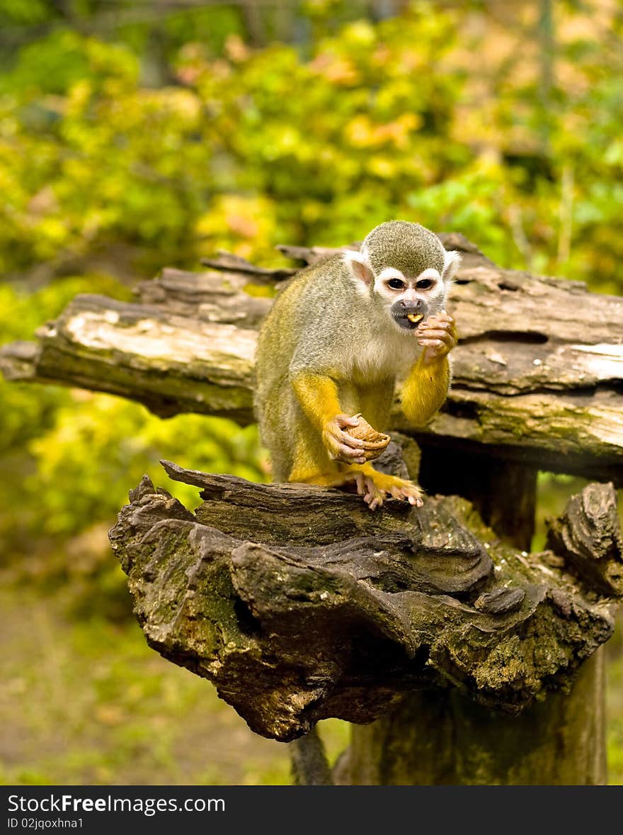 Common Squirrel monkey climbs the fence.