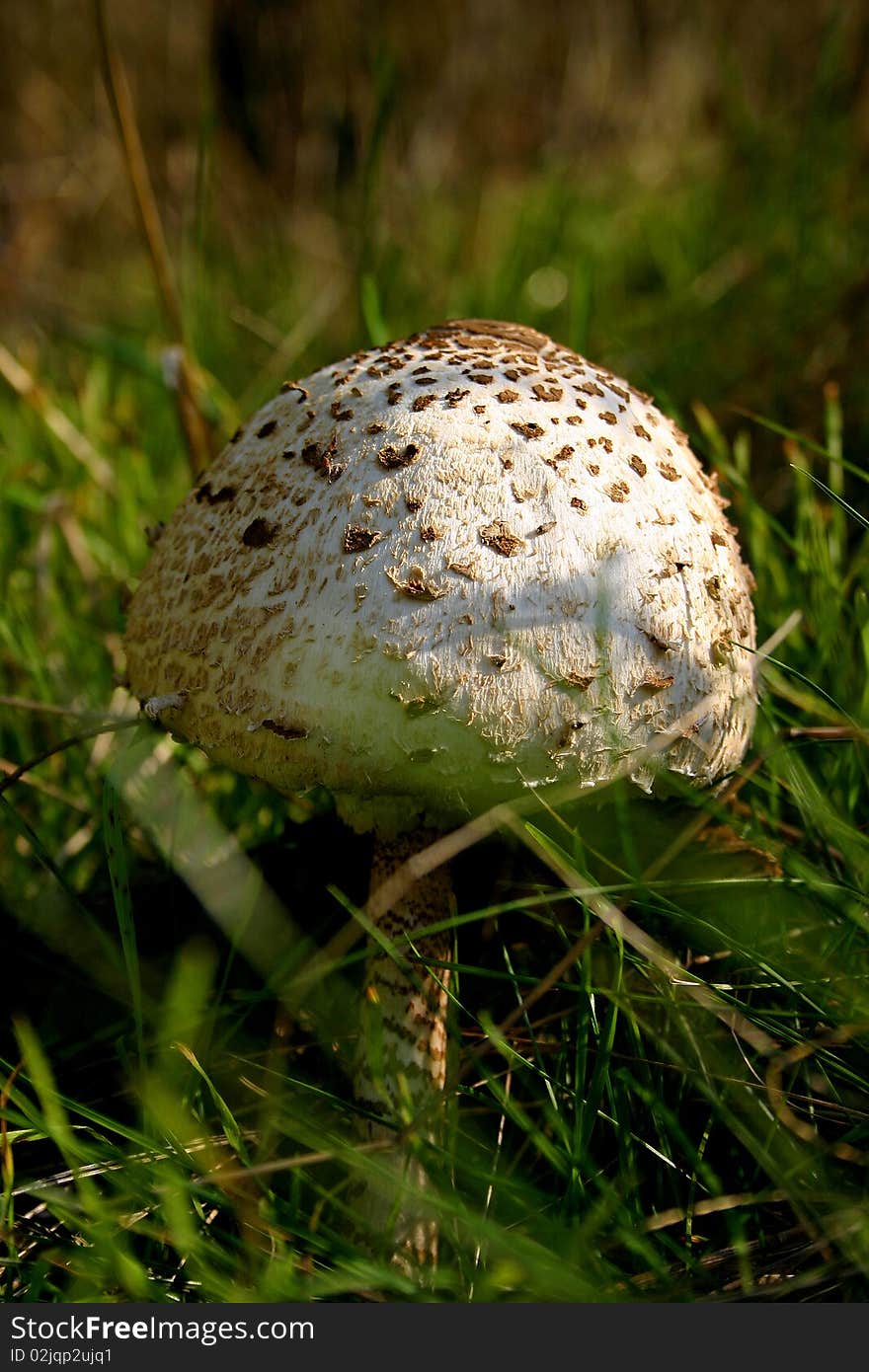 Parasol mushroom in his natural area with green grass around her.