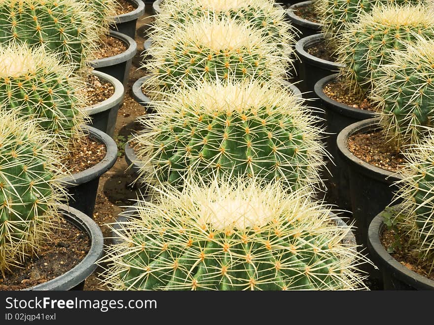 Cultivation of cactus in the plantation