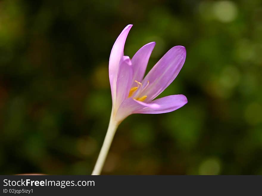 Closeup of purple flower in natural area. Closeup of purple flower in natural area.