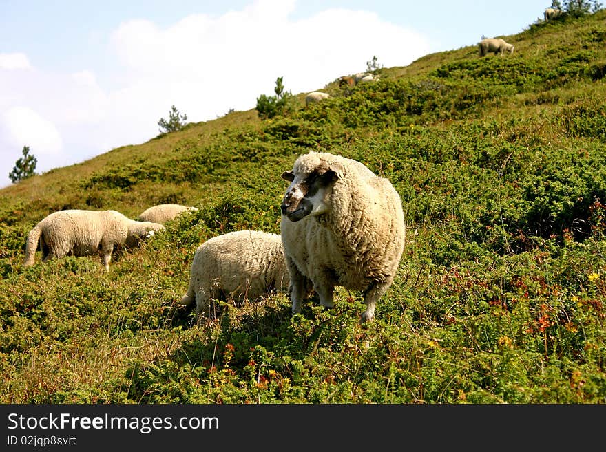 Sheep in green and yellow fields in the mountains.