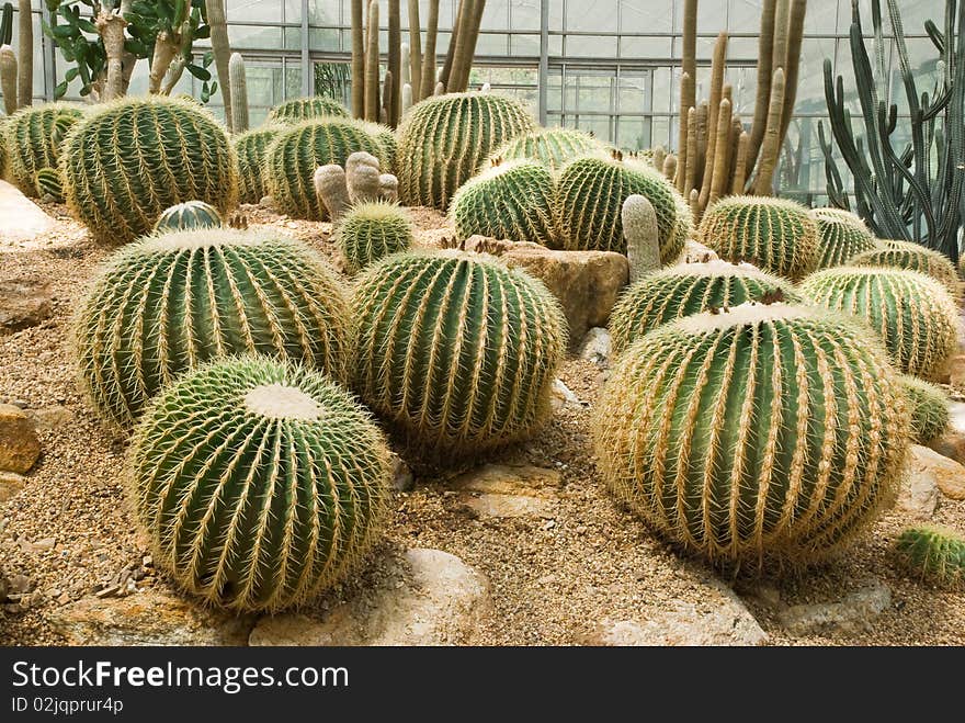 Cultivation of cactus in the plantation