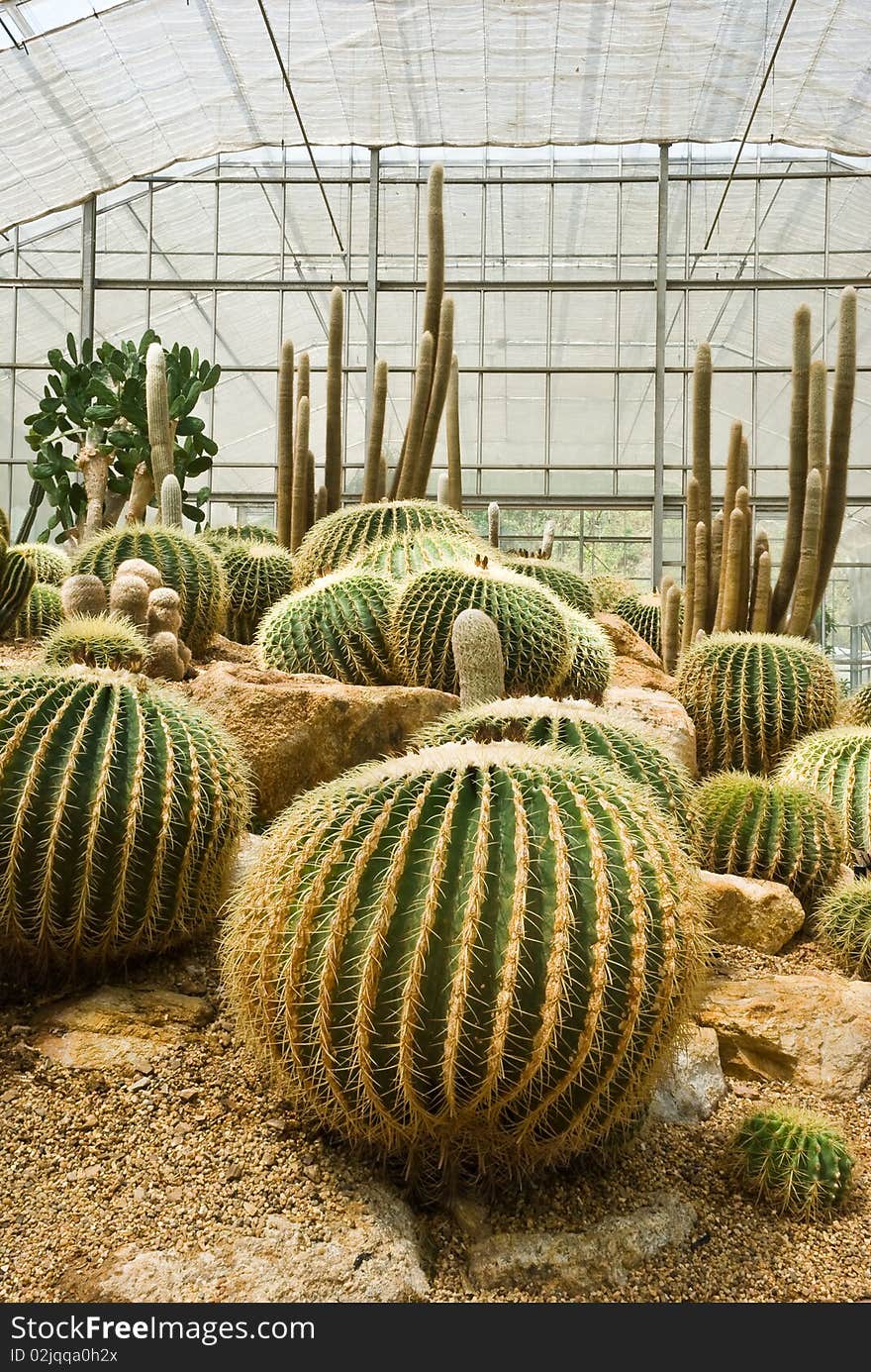 Cultivation of cactus in the plantation