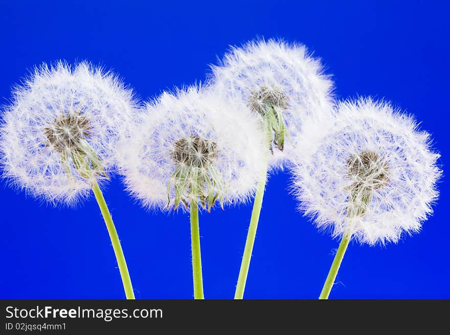 Dandelions