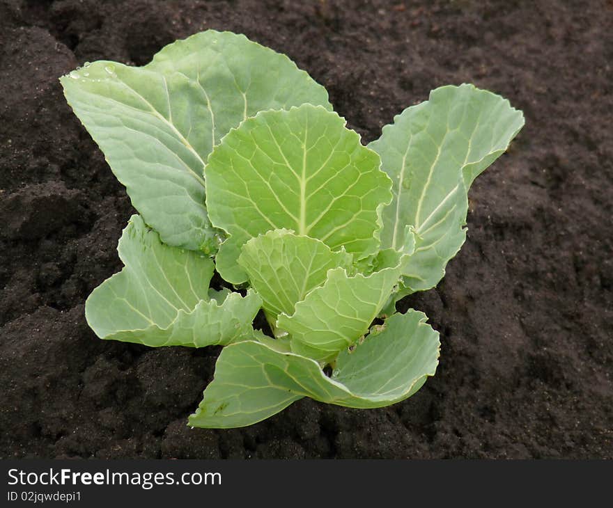 Young cabbage in a flower-bed