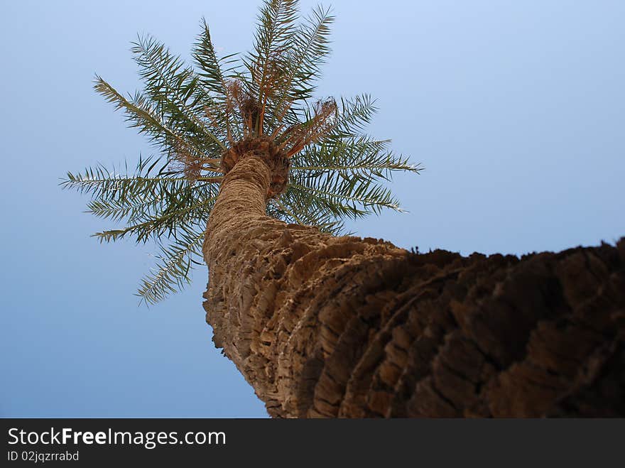 A view beneath a date-palm tree.