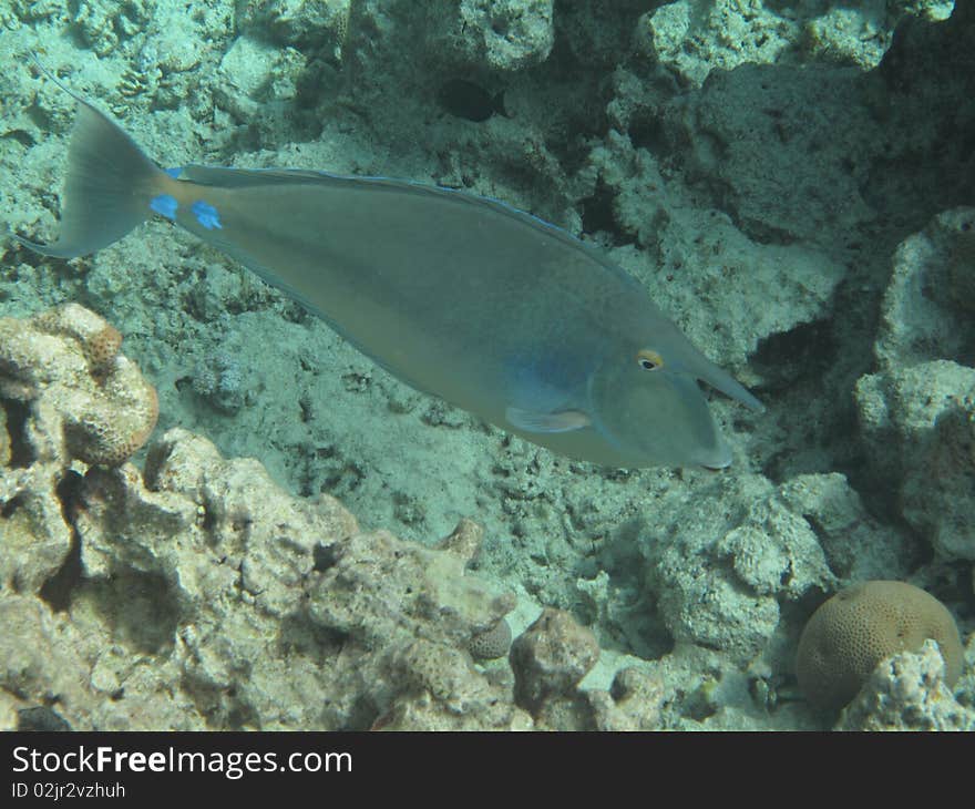 Horned fish