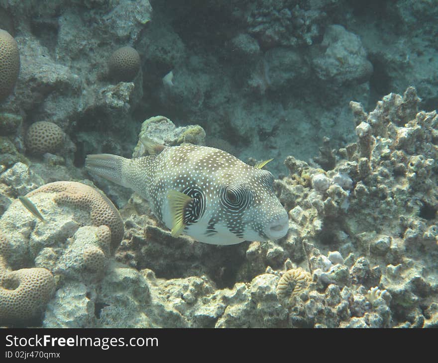 Puffer fish