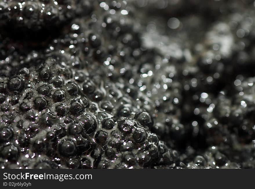 Black Fish Caviar Close Up