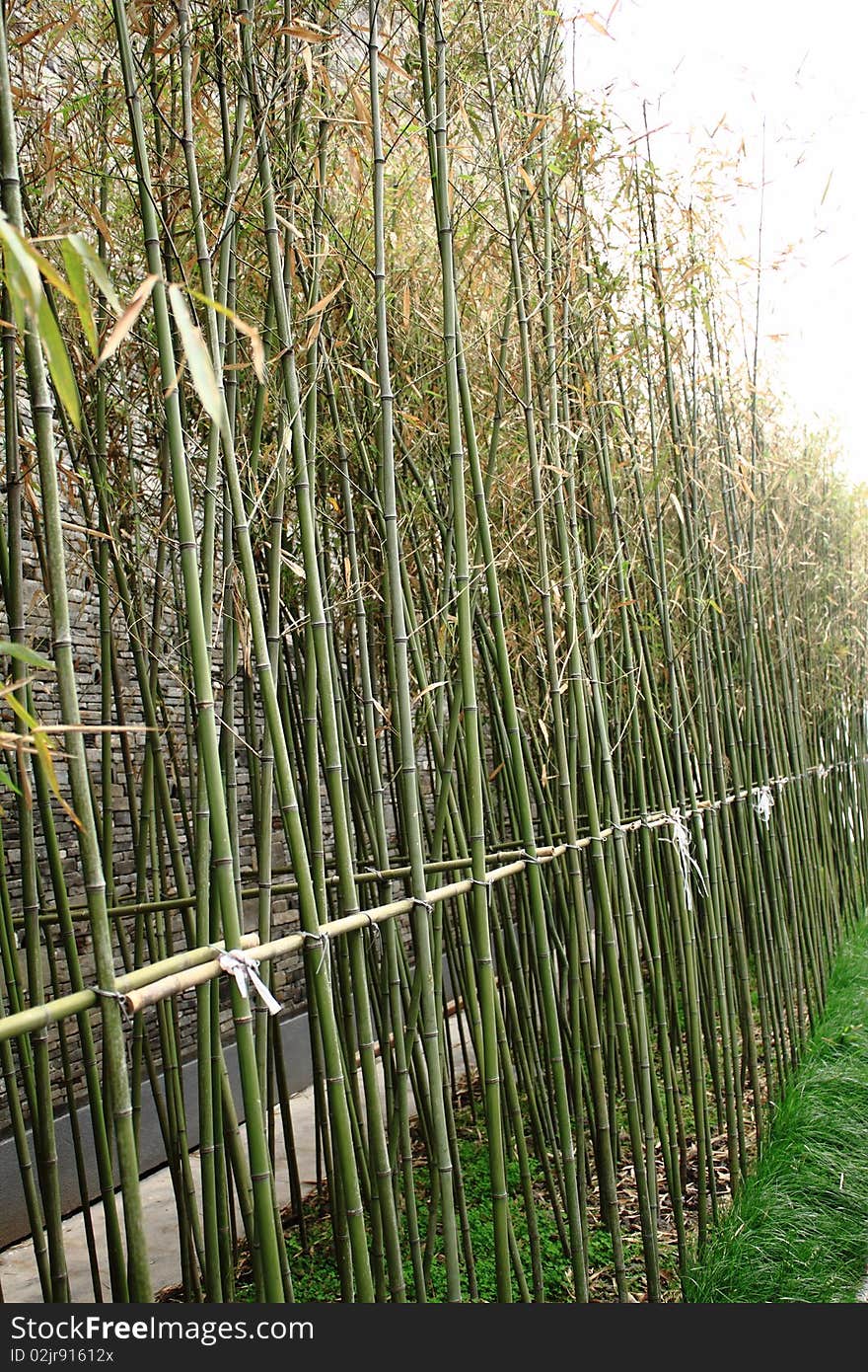 Bamboo stand in line, natural green background