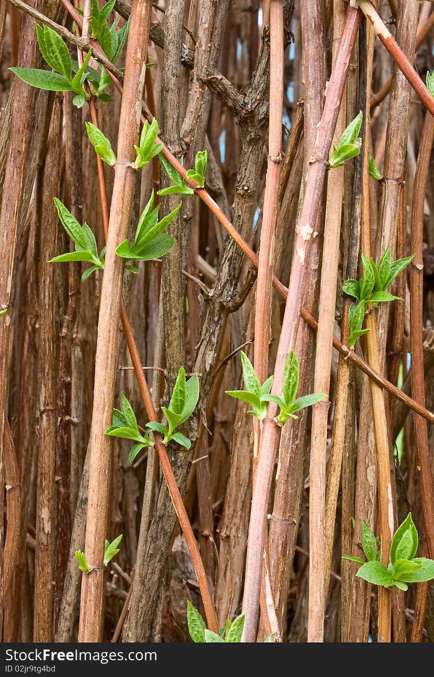 Young green shoots of spring blossoming jasmine. Young green shoots of spring blossoming jasmine