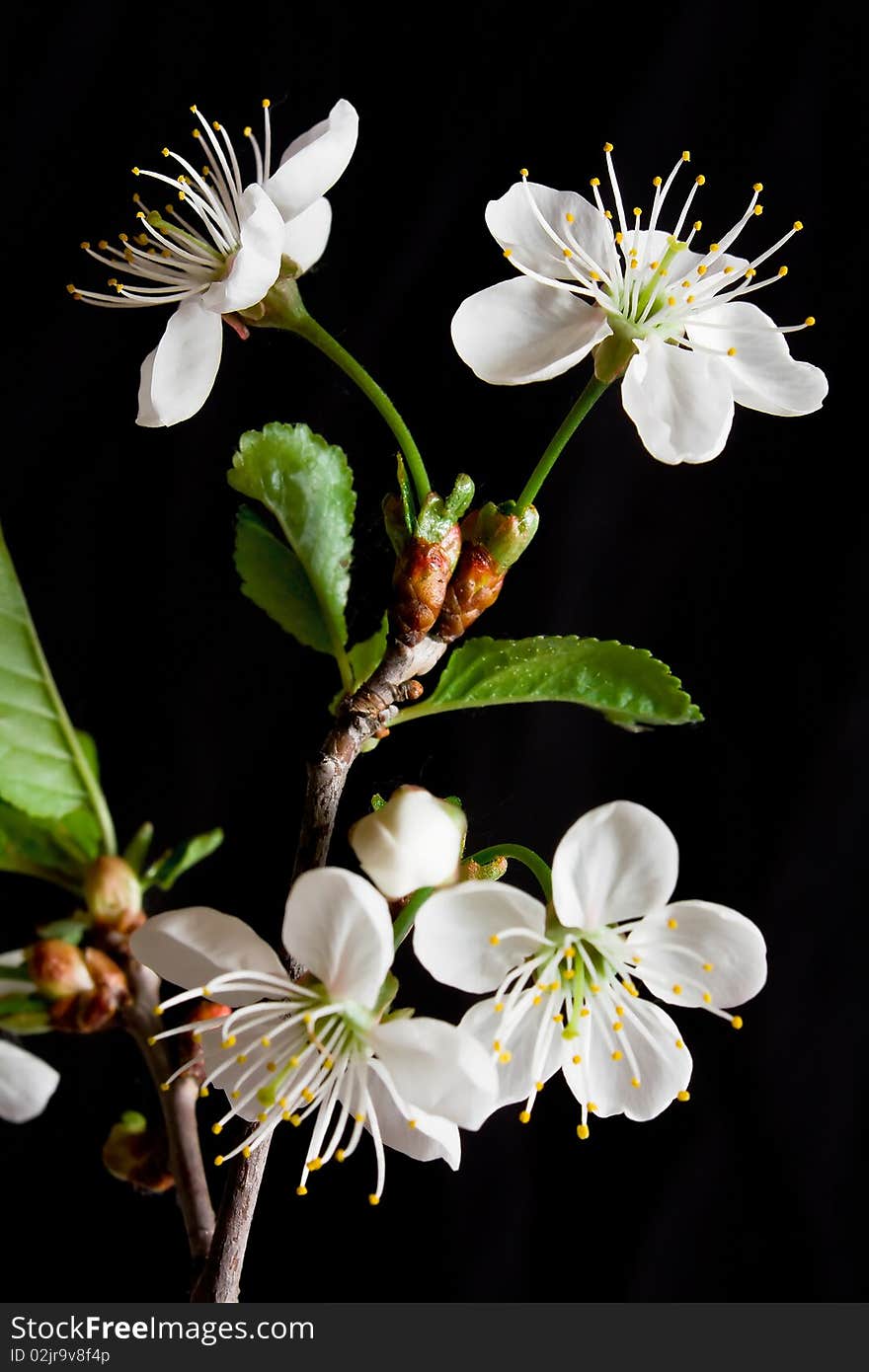 Beautiful flowers blooming cherry on a black background. Beautiful flowers blooming cherry on a black background