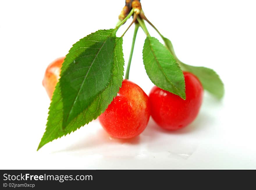 Fresh cherry fruits with leaves isolated on a white background. Fresh cherry fruits with leaves isolated on a white background