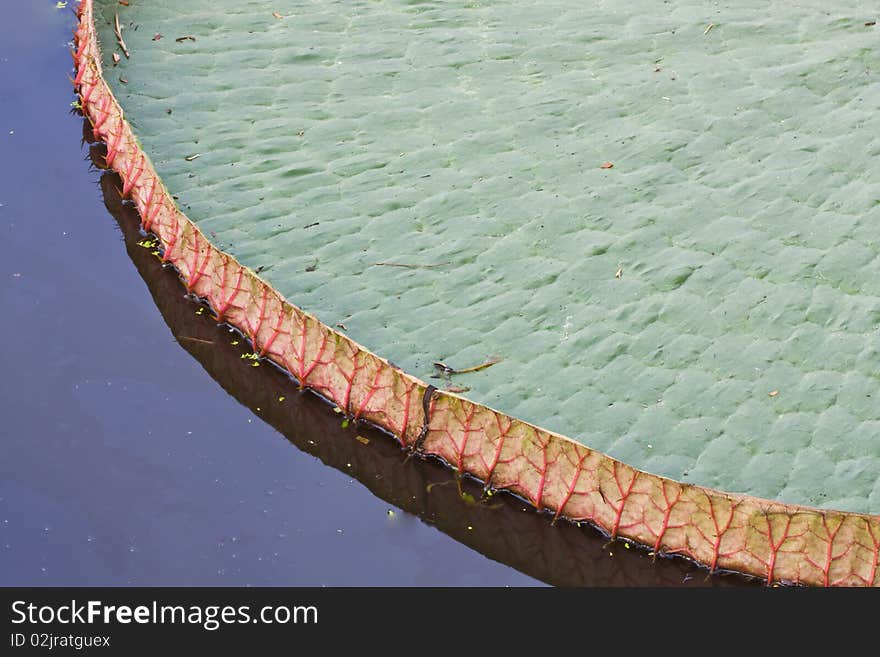 Lotus leaf on water image