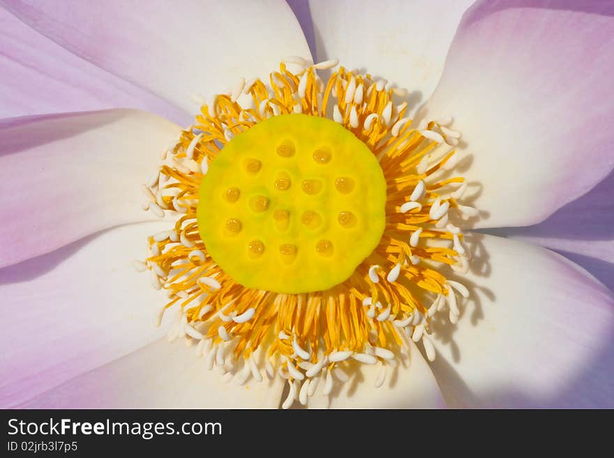 Close up of lotus seed image