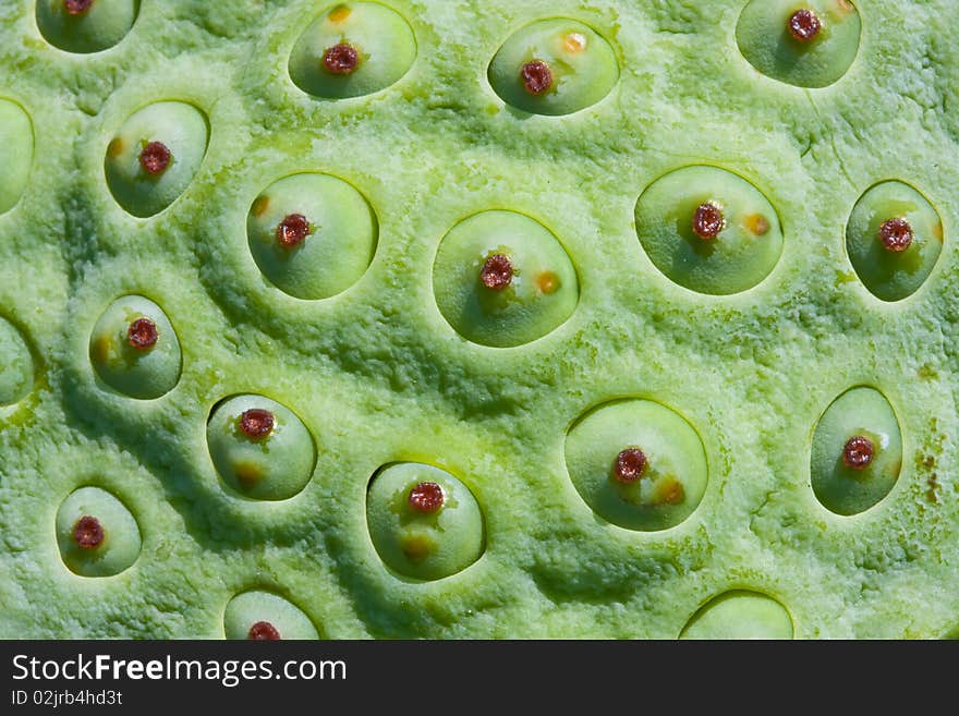 Close up of green lotus seed image