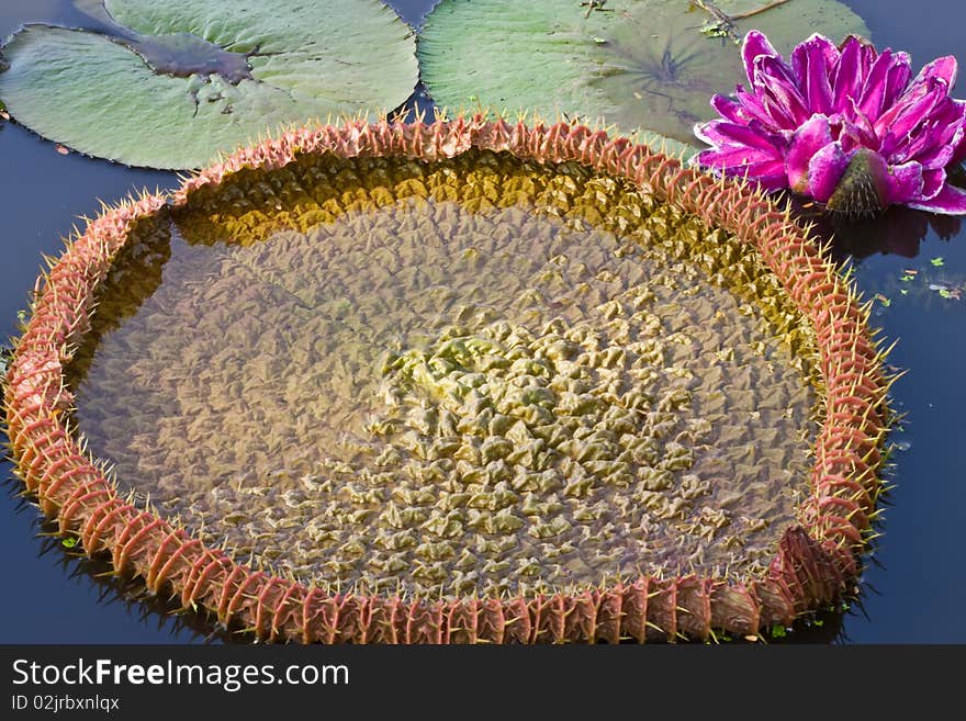 Lotus Leaf on water image