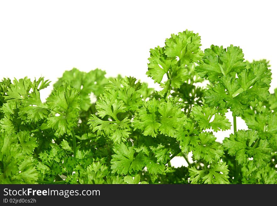 Parsley on white.