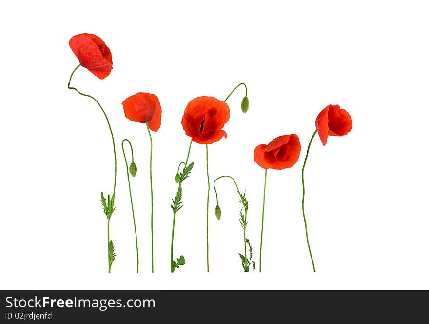 Red poppies in a row. Isolated on white background.