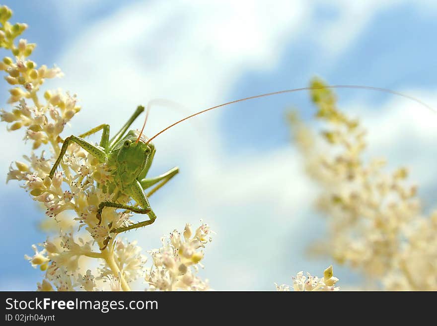 Green grasshopper sitting on a begie flower. Green grasshopper sitting on a begie flower