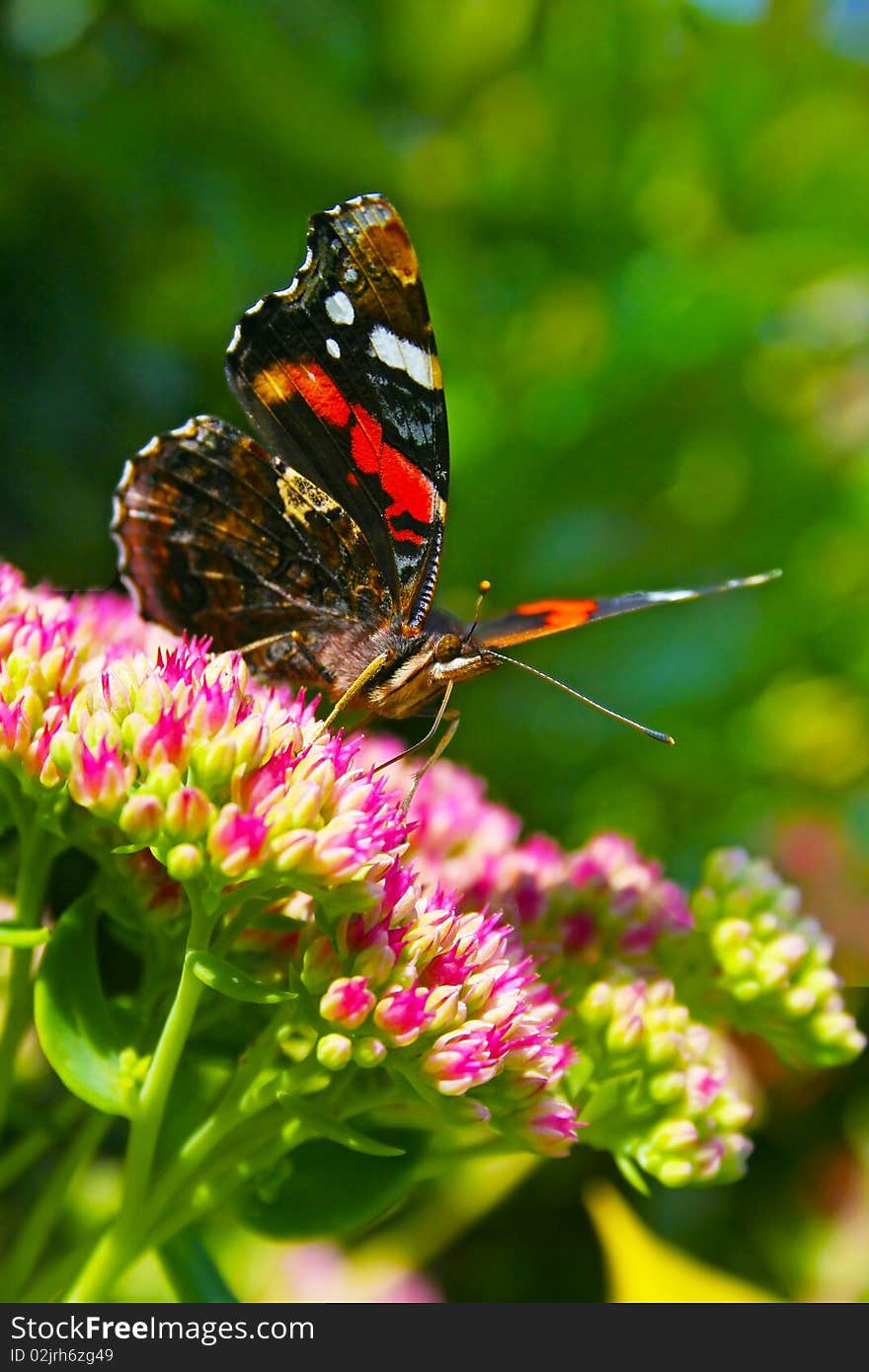 Red admiral portrait