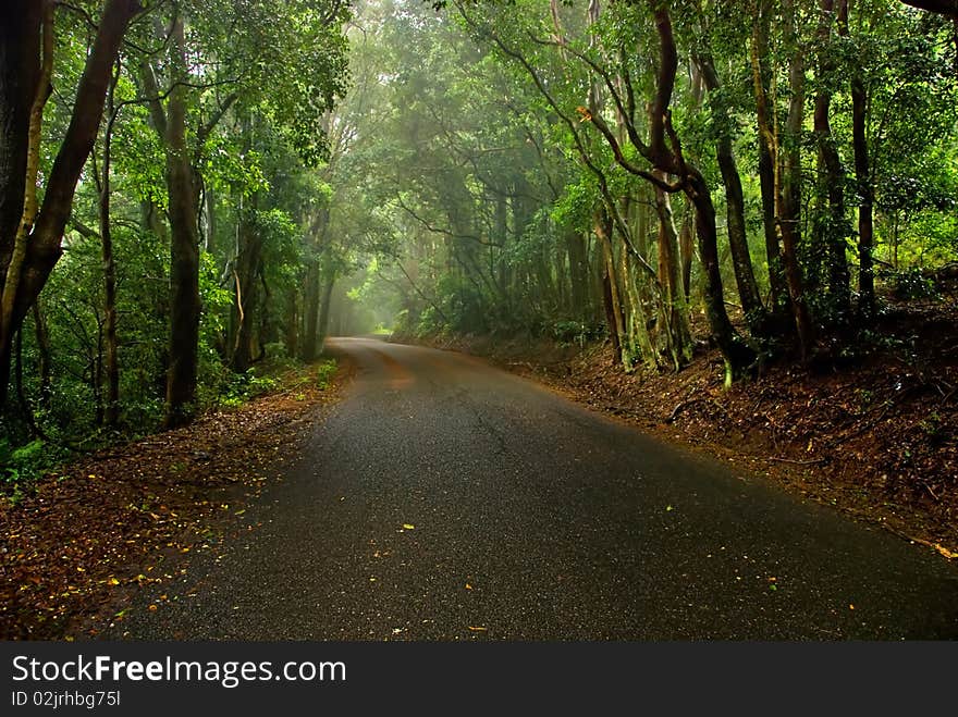 Misty Road