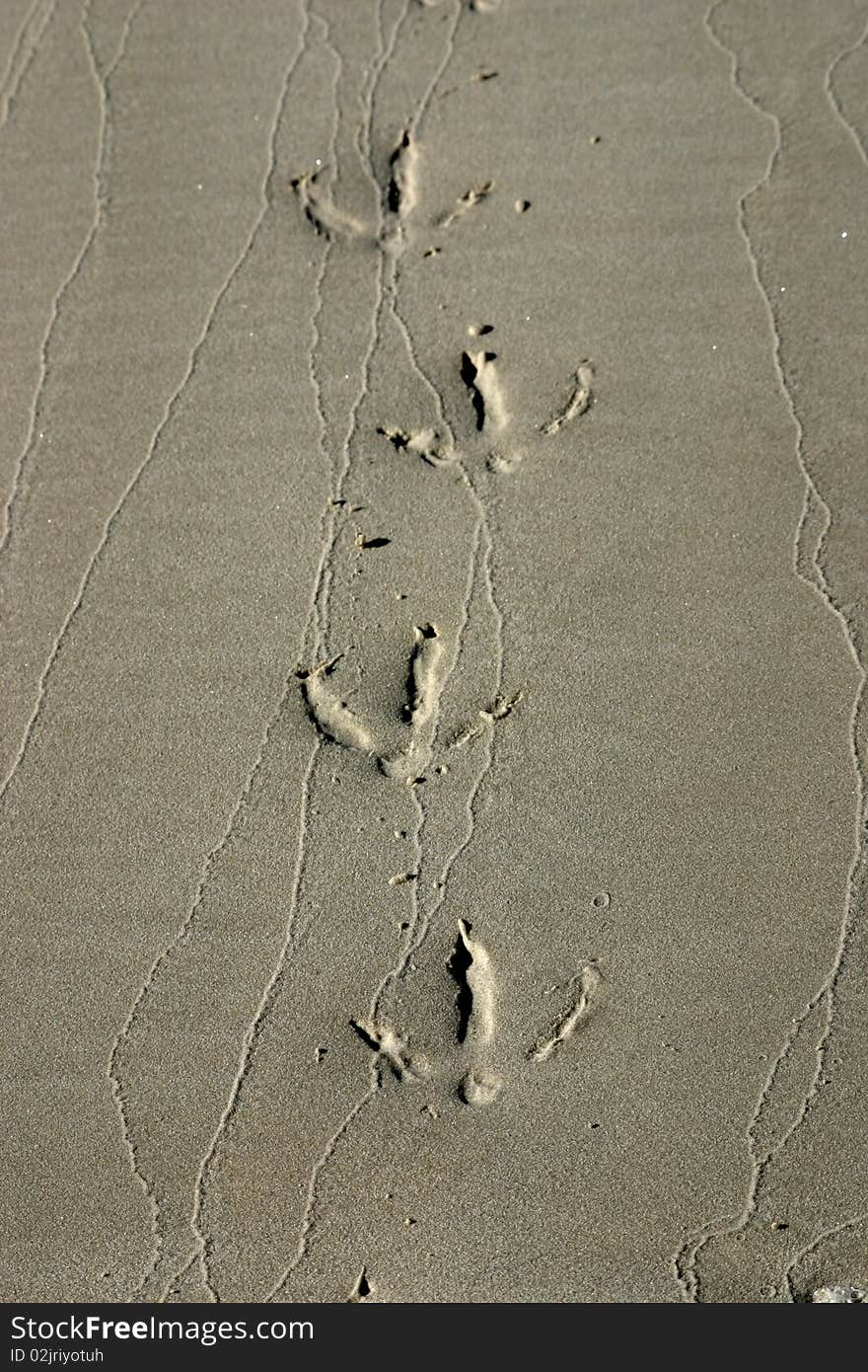 Bird steps in wet sand