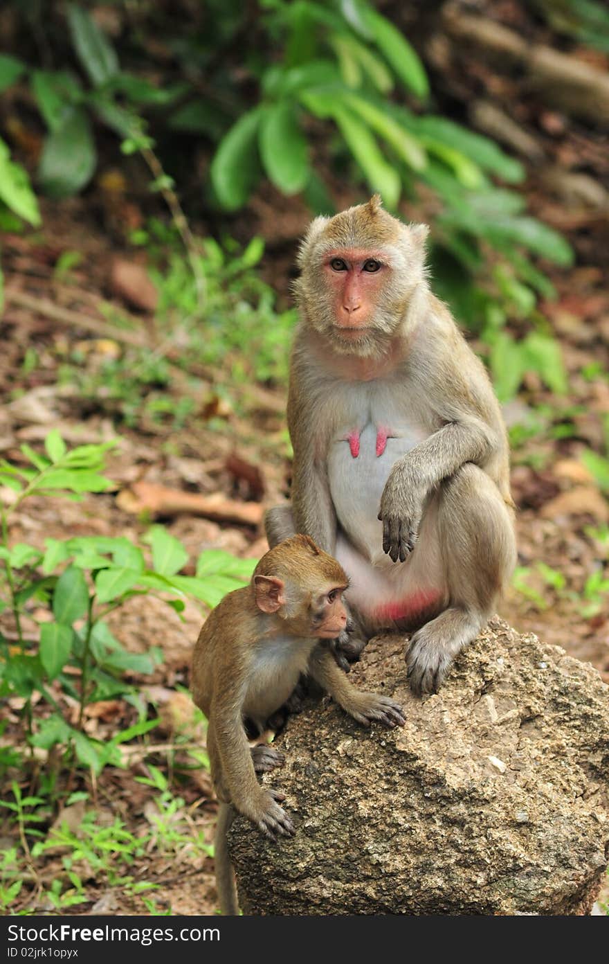 Two monkeys,mother and baby sit on the rock. Two monkeys,mother and baby sit on the rock