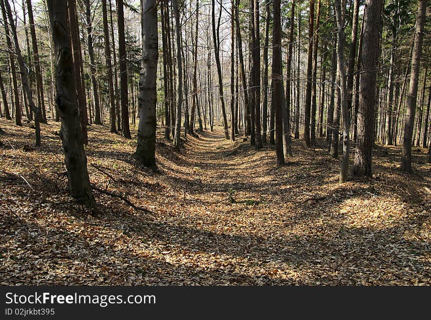 Leafs Covering A Path In The Forest