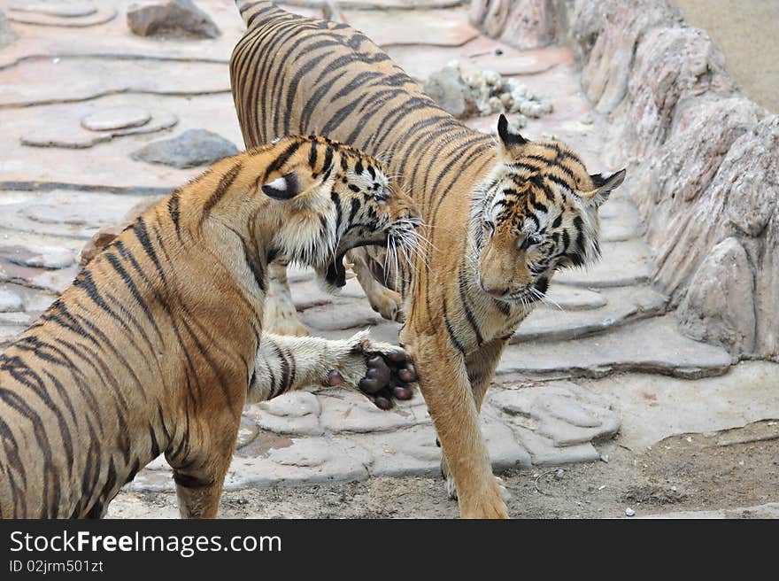 Two tigers play together in the zoo. Two tigers play together in the zoo