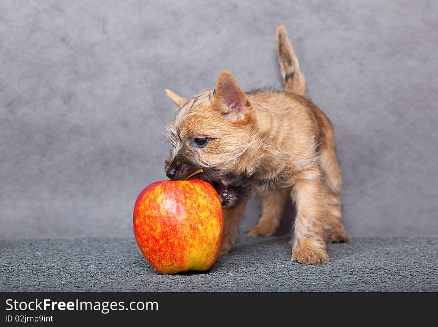 Puppy with apple.