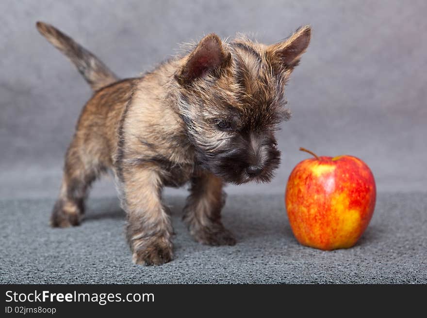 Puppy With Apple.