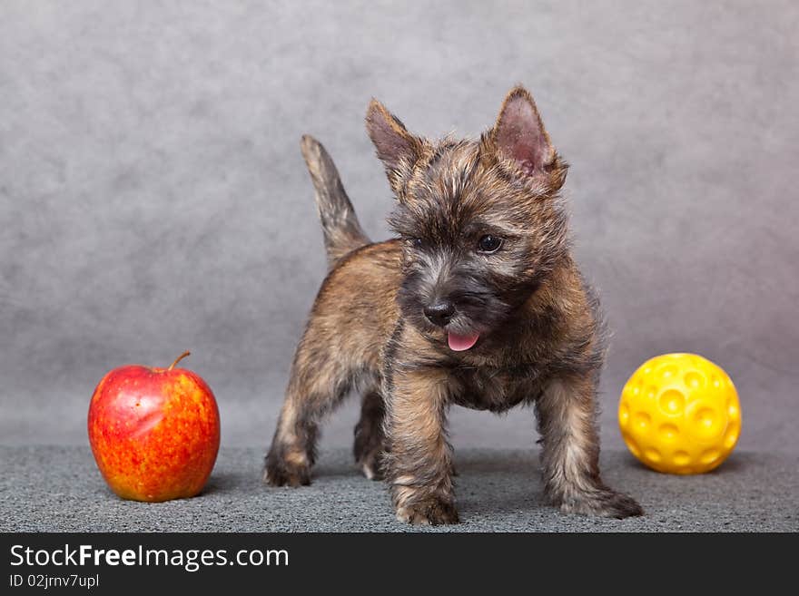 Cute puppy with apple. Studio.