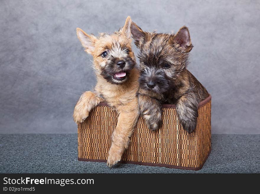 Little puppy in brown basket. Little puppy in brown basket.