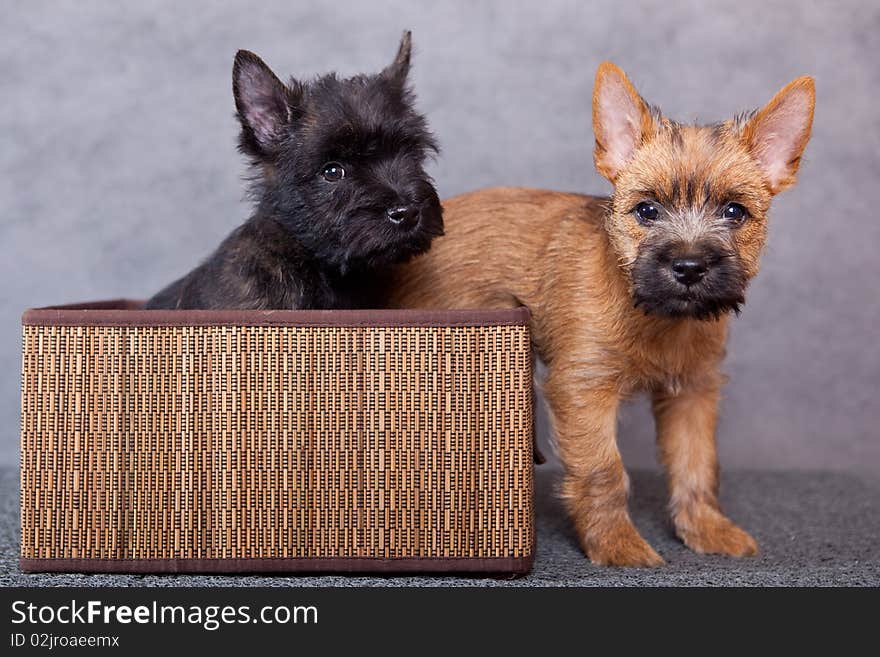 Two puppy in brown basket. Two puppy in brown basket.