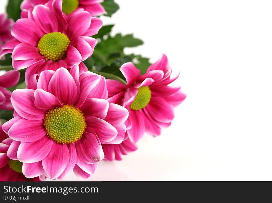 Pink flowers on a white background