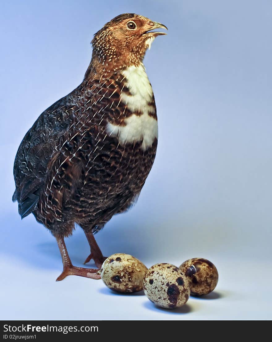 Quail with eggs