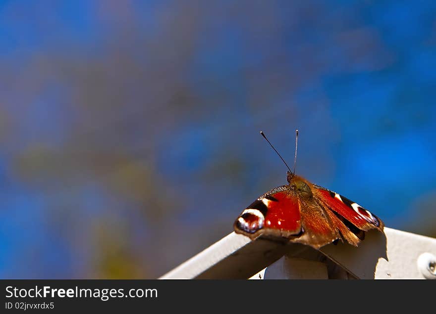 Close-up orange butterfly, it is ready to fly