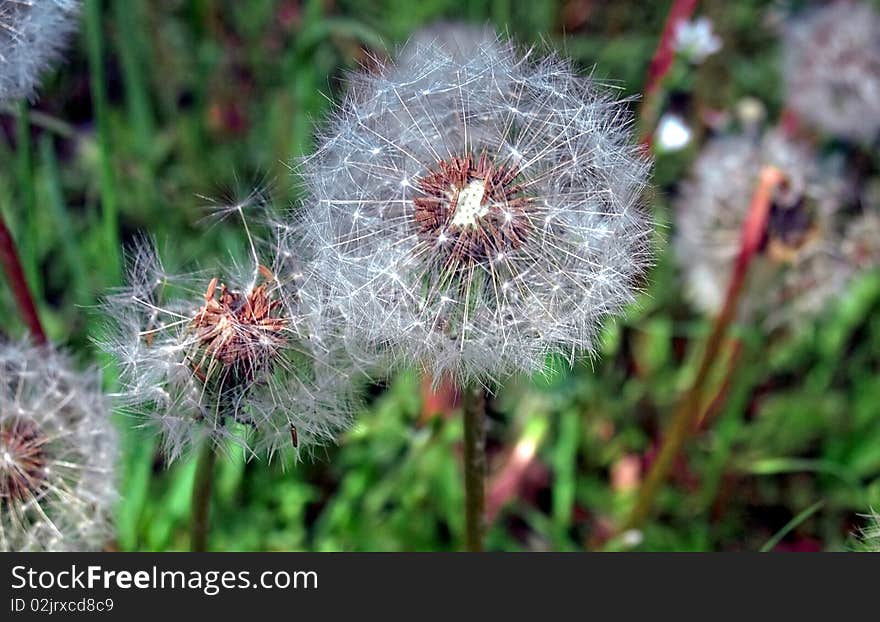 Dandelions