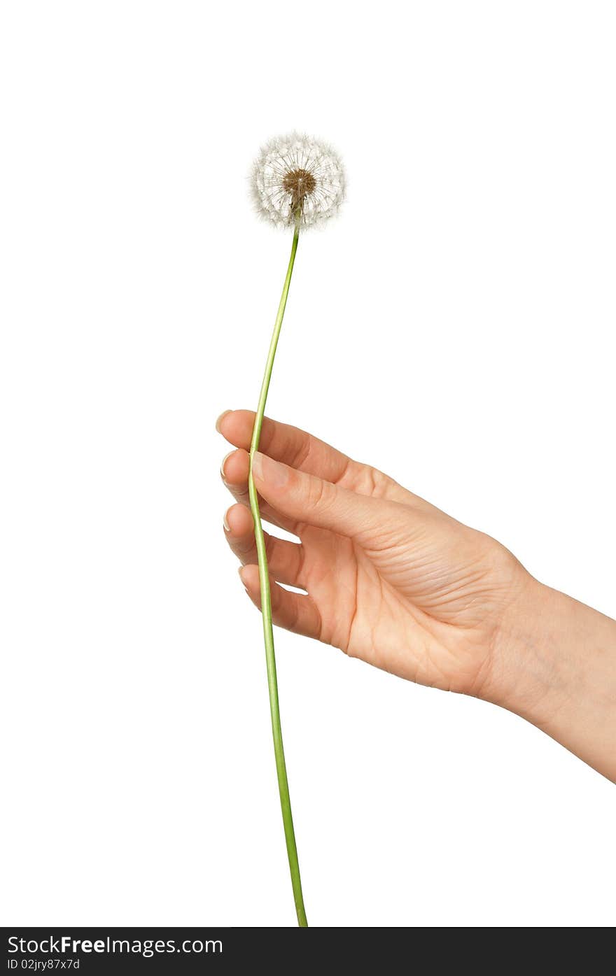 Woman holding dandelion in the hand