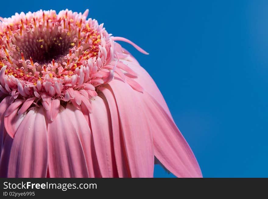 Pink flower on blue shallow dof