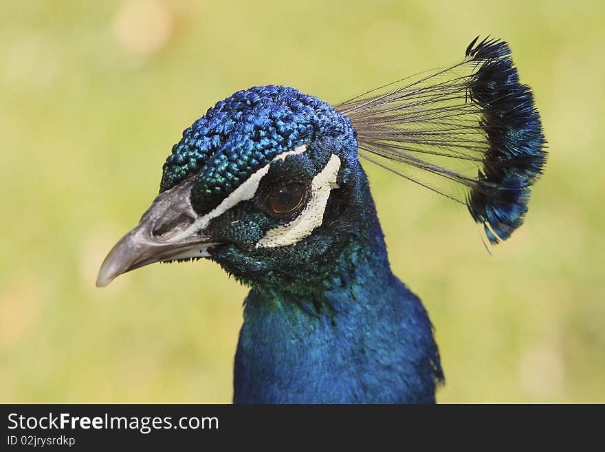 Detalle mirada perfil pavo azulado. Detalle mirada perfil pavo azulado