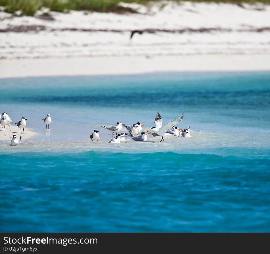 Terns And Pelicans