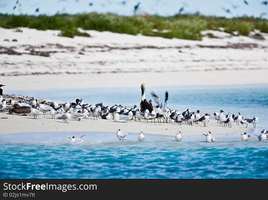 Terns And Pelicans